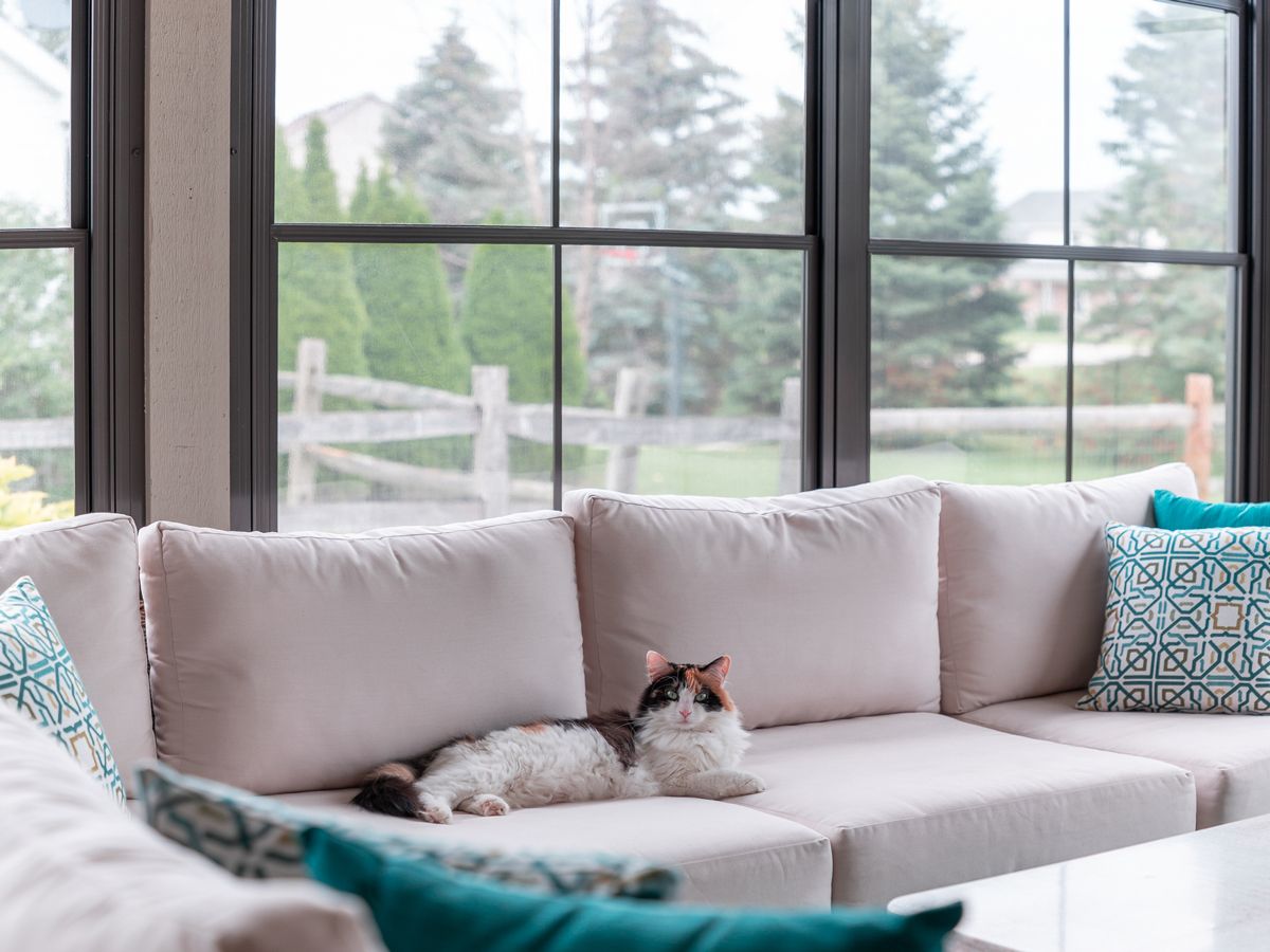 Cat resting on a sofa in a sunroom with colonial grid windows