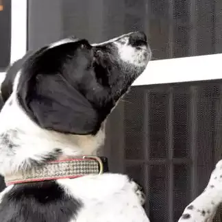PetScreen©