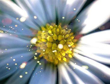 Close-up of pollen on a daisy flower
